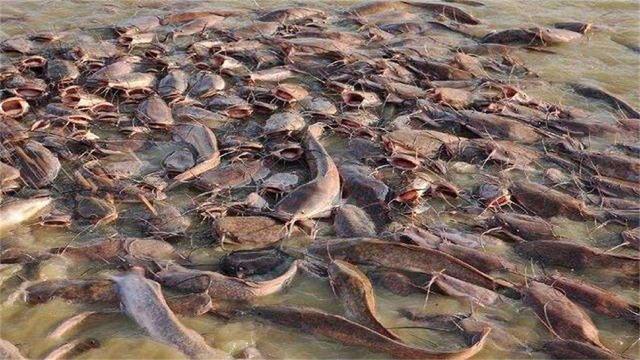 印度鲶鱼泥土里也能活，印度恒河的怒吼
