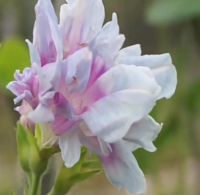 做梦也没想到牵牛花能开成这个样子，斗牛牛心脏（周公解梦：梦见这四种花草）