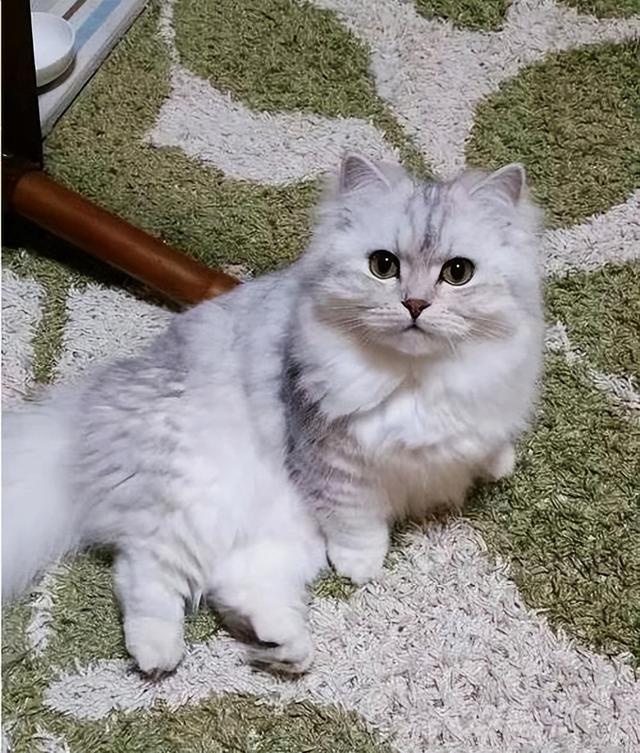 矮脚猫是什么品种，矮脚猫优缺点是什么（小短腿的矮脚猫，傻傻分不清楚）