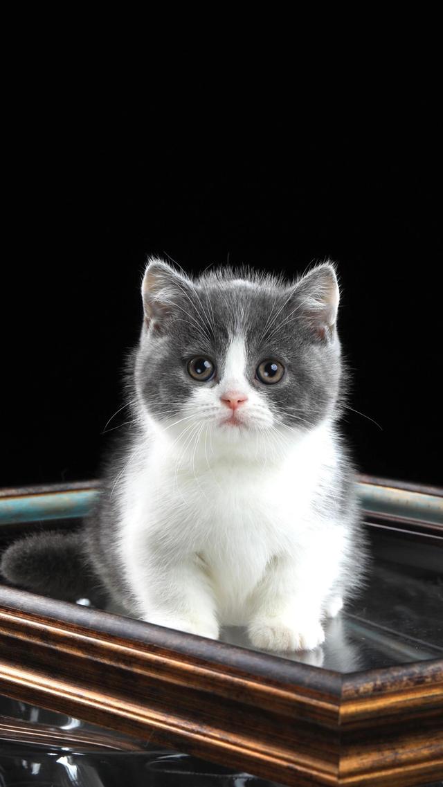 新手养猫基础知识，新手养猫基础知识宠物猫饲养
