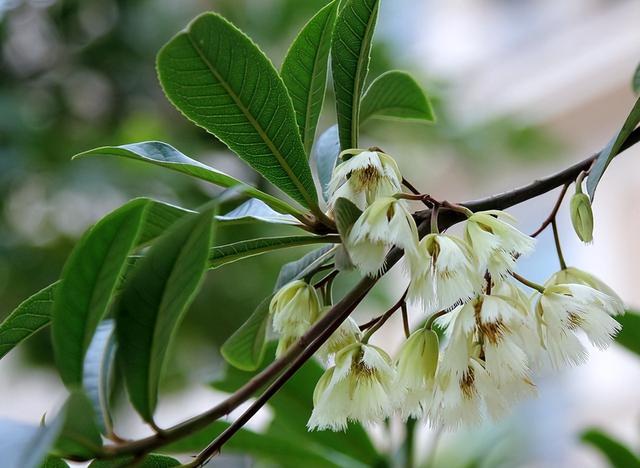 花卉图片及名称大全，常见绿植花卉及名称大全（100种常见花图鉴）