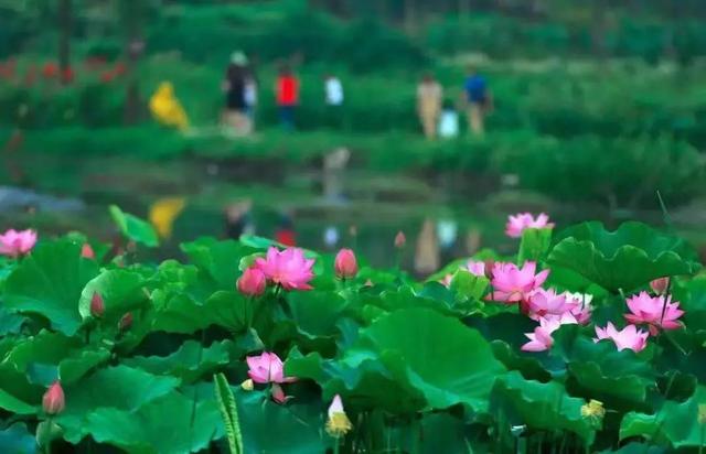 重庆荷花网红打卡地，重庆新晋网红打卡地美心