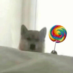 可爱小狗表情包，可爱表情包大全狗子