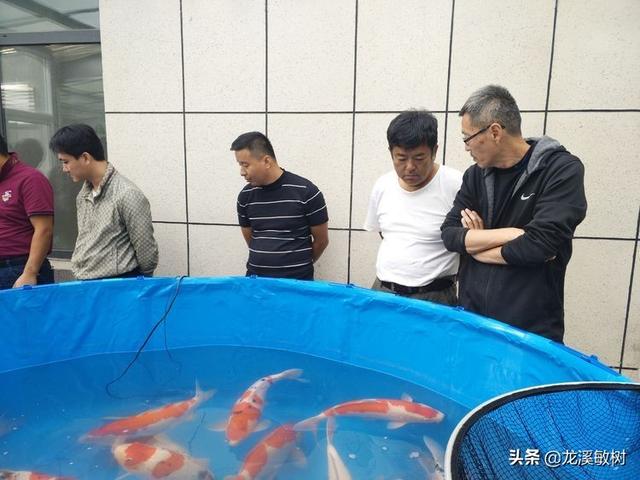 锦鲤各品种的寓意和象征，锦鲤品类介绍<一>