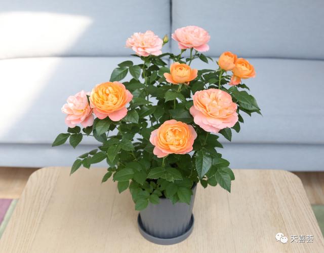 七夕33朵玫瑰花语，<浪漫的数字背后隐藏的秘密>