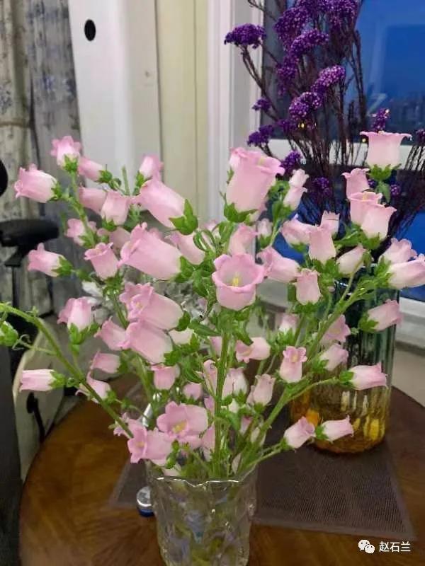 清新可爱的风铃花，漂亮风铃花（其中一个还能吃）