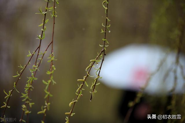 春夜喜雨的古诗，春夜喜雨的八句诗（杜甫的《春夜喜雨》）