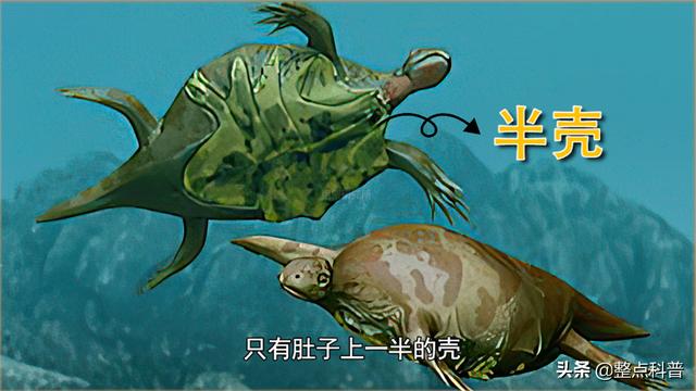 如何让水箭龟超进化，水箭龟各个世代的配招