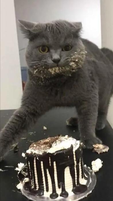 母猫应该绝育吗，它真的没有你想象的那么神奇