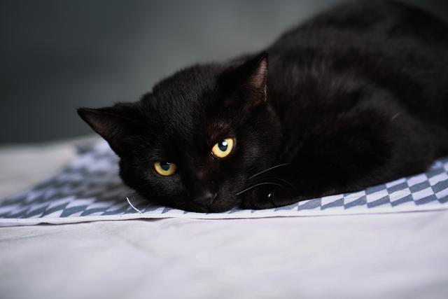 黑猫真的有九条命吗为什么，寓意着吉祥的黑猫