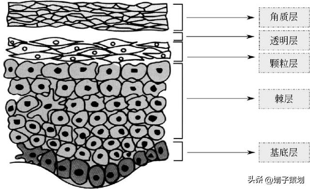 皮肤组织结构图，皮肤组织示意图讲解