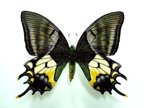世界八大名贵蝴蝶，世界十大名贵蝴蝶