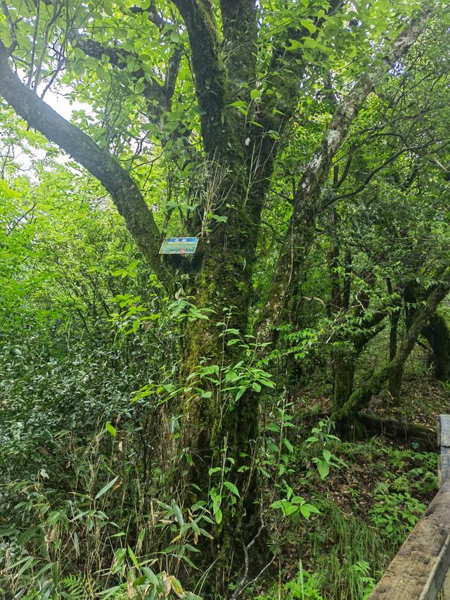 贵州铜仁梵净山，贵州铜仁梵净山风景区攻略（贵州省铜仁市梵净山风景区）