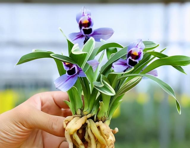 建兰最香白色兰花品种，又白又香的大瓜子，还有故事