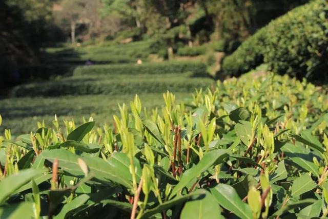 陆羽被后人称之为茶圣的原因，陆羽的《茶经》这样记载