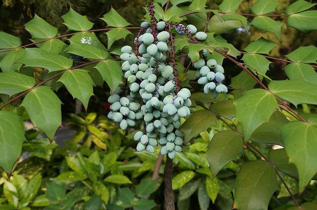花卉图片及名称大全，常见绿植花卉及名称大全（100种常见花图鉴）