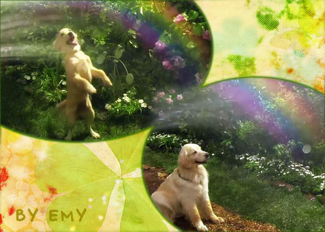 我与狗狗的十个约定，我和狗狗的十二个约定