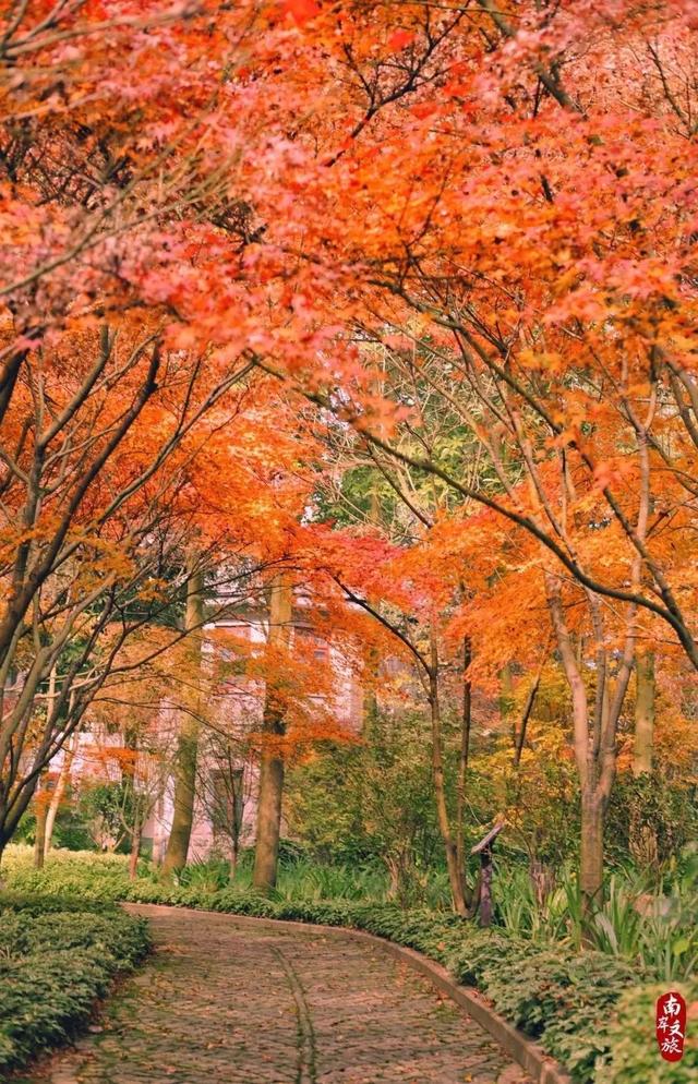 重庆南岸区景点，南岸区有哪些好玩的景点免费（在南岸区不妨可以到这些地方走走）