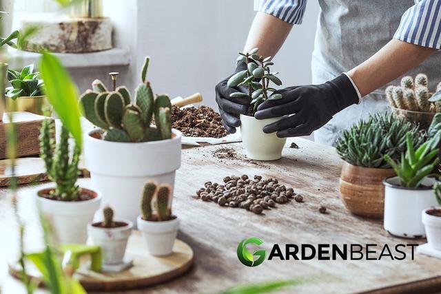 多肉植物最好的浇水方法，如何给多肉植物浇水