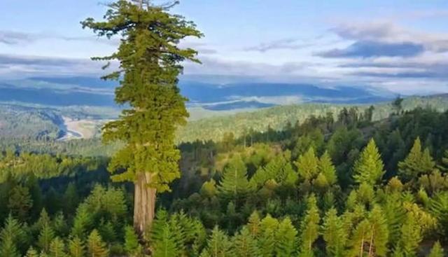 世界上最神奇的水树，既能储水又能当做食物