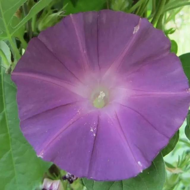 做梦也没想到牵牛花能开成这个样子，斗牛牛心脏（周公解梦：梦见这四种花草）