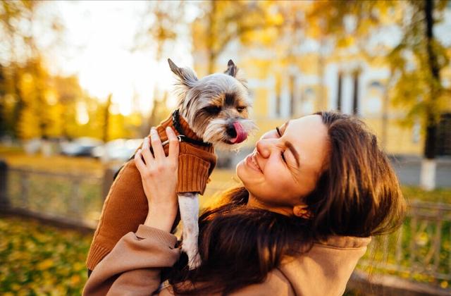 狗狗舔你代表什么，狗狗老是舔你表示什么