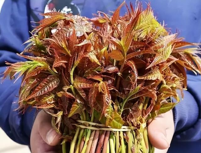 房子四周用什么药防蛇，房子周围防蛇的方法（用这种草切碎撒房子四周）