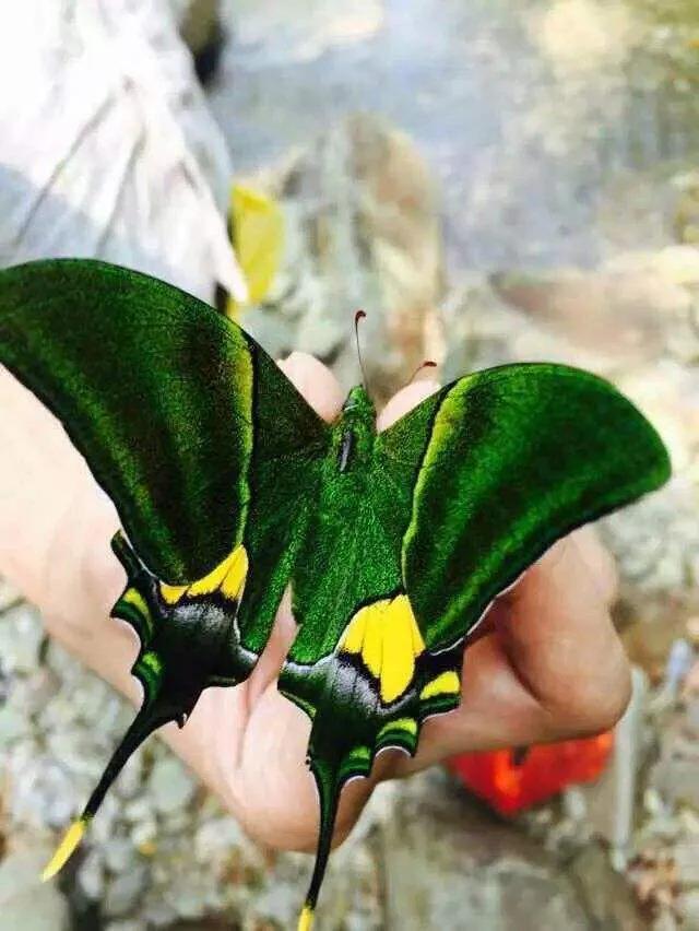 世界八大名贵蝴蝶，世界十大名贵蝴蝶