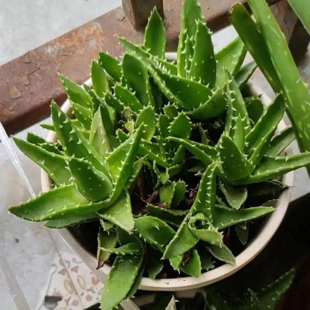 能净化空气的花卉，十种能净化空气吸收甲醛的花卉