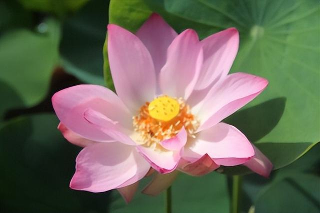 名贵荷花十大品种，最大的荷花品种排行榜