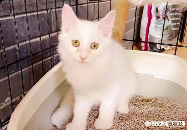 正规宠物领养机构，但是我们可以上哪“领狗”呢