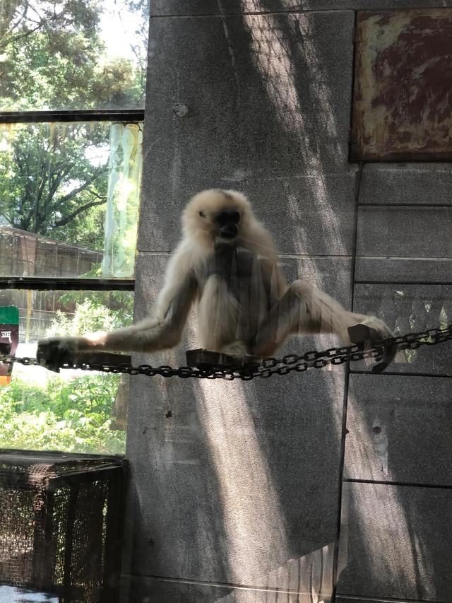 昆明动物园门票，昆明动物园都在哪里（核酸要求开放时间和票价都给你准备好了）