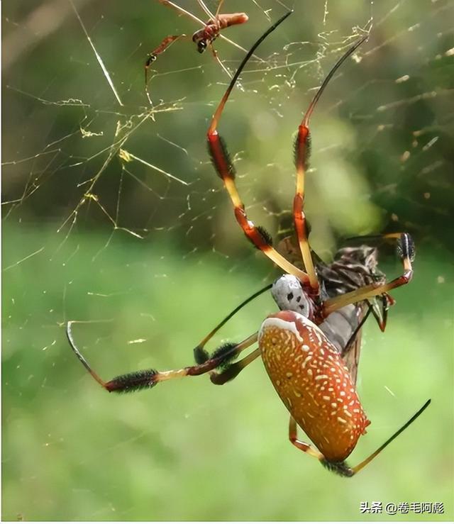 猫咪进化成猫颈鹿，雄性动物有多拼