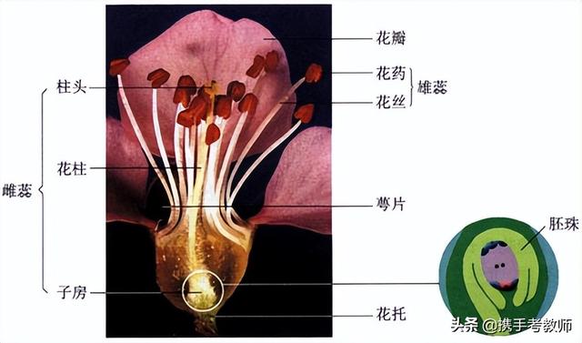 初中生物花的解剖图，初中生物《花的结构》试讲教案