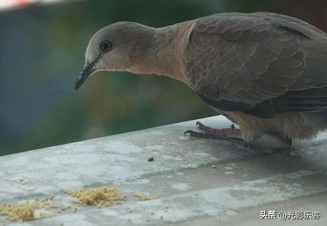 养野鸟的正确方法，强行让野鸟适应笼养环境