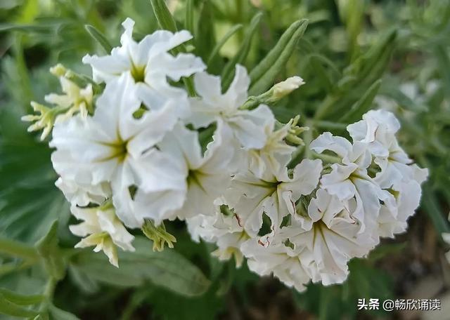 这么多野菜你认识几种，比韭菜还鲜嫩