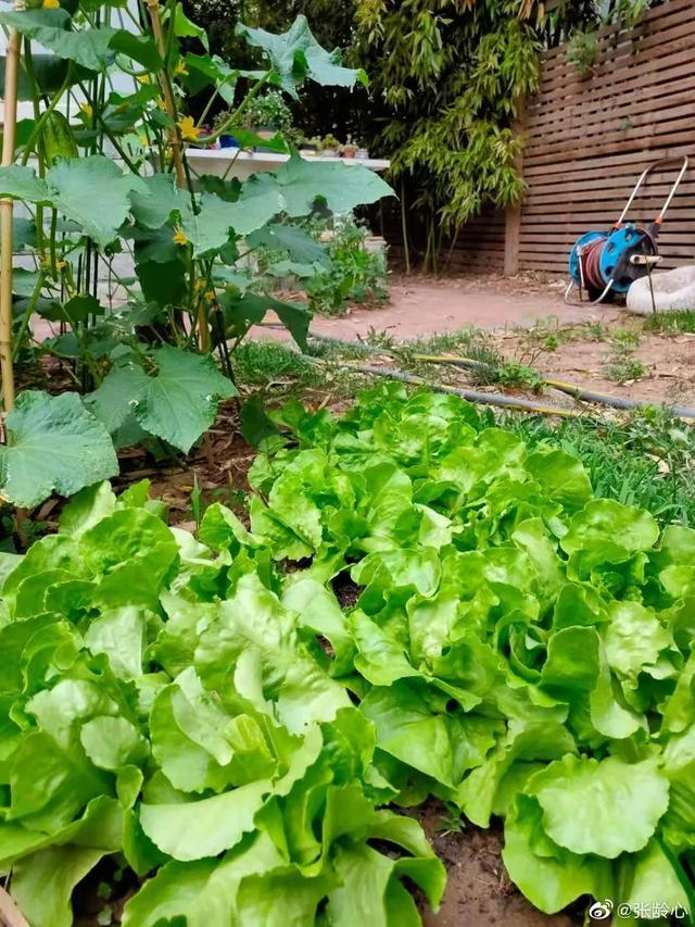 张龄心现在老公是谁，和老师扈耀之恋爱16年结婚