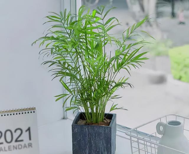 这2种耐阴花卉没阳光也能开爆盆，选4种耐阴花