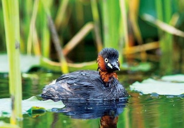 鳖肥胖