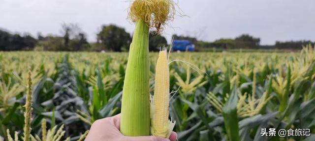 玉米笋的简单家常做法，促进食欲－黄瓜豆丁玉米笋