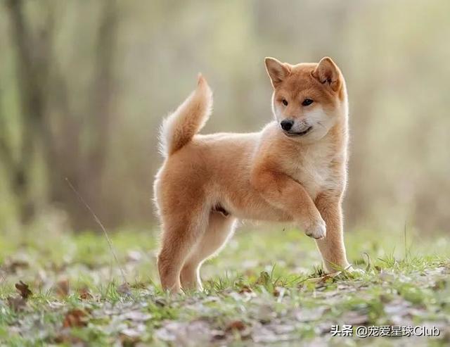 高清网图柴犬表情包，柴犬表情包合集