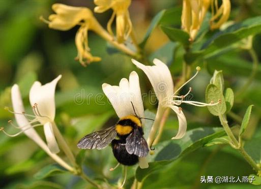 可以吃的野菜种类大全，教你认识不同的野菜和吃法