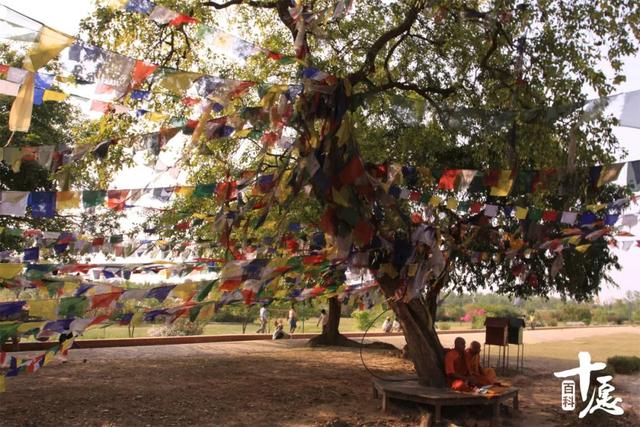 说尽佛陀与树的不解之缘，五分钟带你了解佛陀一生