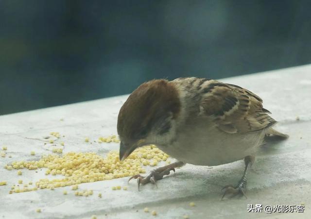 养野鸟的正确方法，强行让野鸟适应笼养环境