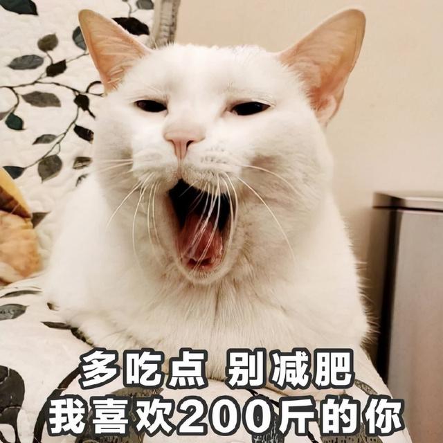 猫最爱吃的10种食物，猫咪可以吃的10种常见人类食物