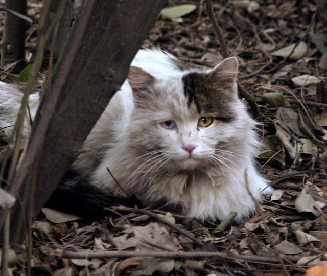 猫咪最长寿命排行，盘点寿命最长的9种猫咪