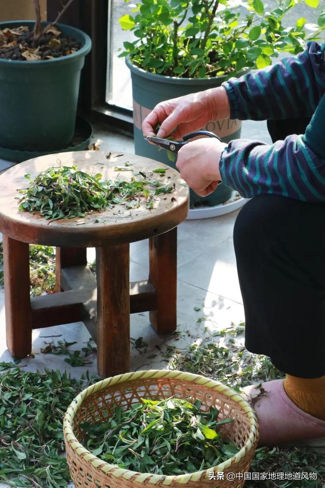 在地里挖的野苦菜怎么吃，野菜苦菜的三种家常吃法