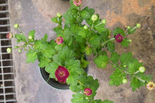 乒乓菊开完花后怎么养护，养菊花先试试乒乓菊