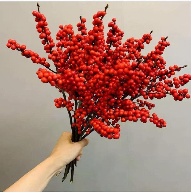 北美冬青什么时候开花结果，好看好养又耐寒