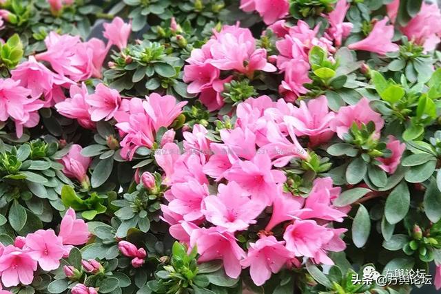 嘉兴老城区指哪里，1907年的嘉兴老城区水门和三塔